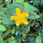 Hypericum calycinumFlower