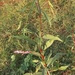 Persicaria lapathifolia പുഷ്പം