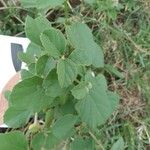 Cordia monoica Folha