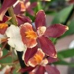 Oncidium crocidipterum Virág