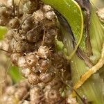 Cuscuta campestris Frukt