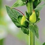 Digitalis thapsi Owoc