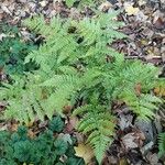 Dryopteris erythrosora 整株植物