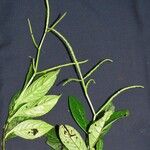 Peperomia lancifolia Drugo