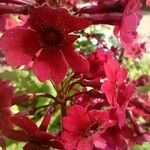 Primula japonica Blüte