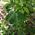 Quassia amara Hoja