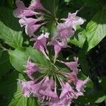 Weigela florida Blomst