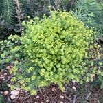 Euphorbia segetalis Flower