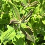 Hypericum hirsutum Likasa