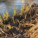 Typha latifolia অভ্যাস