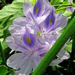Pontederia crassipes Цвят