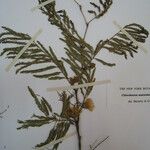 Chloroleucon acacioides Diğer