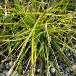 Luzula alpinopilosa Leaf