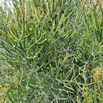 Euphorbia aphylla Flor