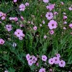 Gypsophila vaccaria Habit