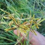 Cyperus flavescens Frucht