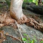 Gyrocarpus americanus Bark