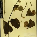 Aristolochia griffithii ᱮᱴᱟᱜ