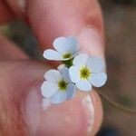 Androsace obtusifolia Fula