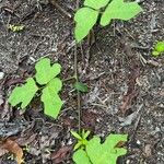 Pueraria montana Лист
