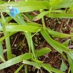 Commelina diffusa Лист