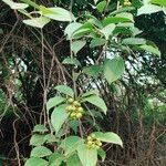 Celastrus paniculatus Fruit