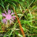 Centaurea jacea Kukka