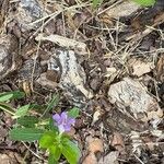 Dyschoriste oblongifolia Flor