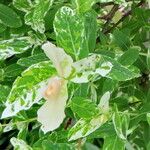 Salix integra Leaf