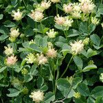 Trifolium depauperatum Hábitos