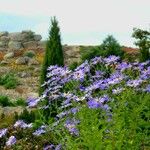 Aster amellus Habit