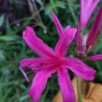 Nerine bowdeniiЦвят