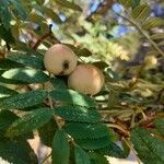 Sorbus domestica Fruit