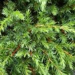 Juniperus communis Φύλλο