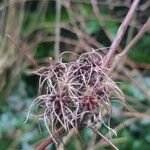 Clematis virginiana Fruto