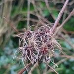 Clematis virginiana Plod