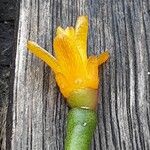 Hatiora salicornioides Flower
