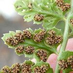 Asplenium foreziense Fruchs