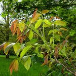 Juglans regia Leaf