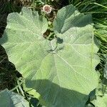 Arctium lappaLeaf