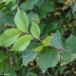 Ulmus minor Blüte