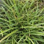 Carex morrowii Leht