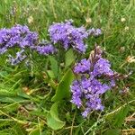 Limonium vulgareফুল