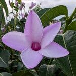 Cryptostegia grandiflora Blüte