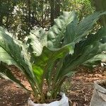 Anthurium cubense Feuille