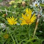 Buphthalmum salicifolium Flower