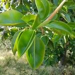 Ficus elastica Hostoa