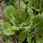 Saxifraga spathularis Leaf