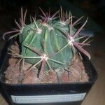 Ferocactus latispinus Schors