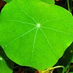 Tropaeolum majus Levél